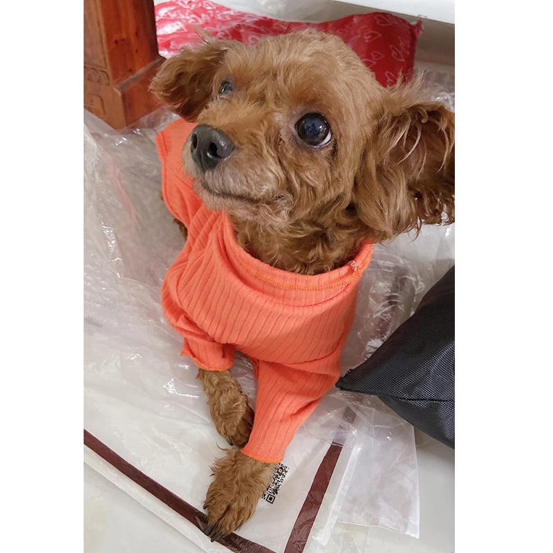 Pet Bottoming Shirt for Small Dogs